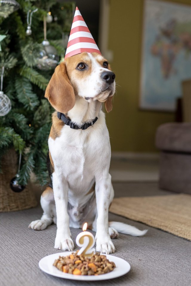 Butters The Beagle